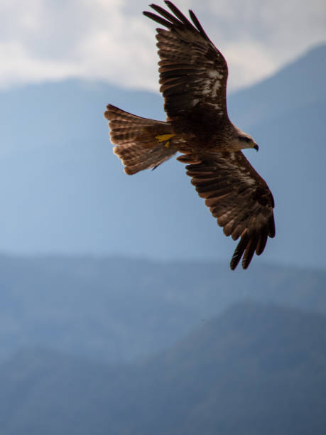 istock View of a launching, flying sea eagle against a forest and mountain background with blue sky in Europe 1226454014