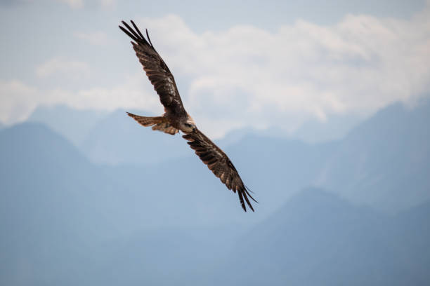 istock View of a launching, flying sea eagle against a forest and mountain background with blue sky in Europe 1226454029