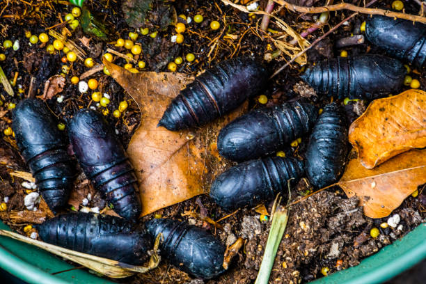 black pupae laying in garden soil, common insect species - metamorphism imagens e fotografias de stock