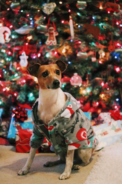istock Dog on Christmas Morning 1226455676