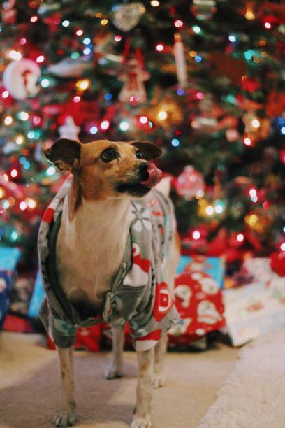 istock Dog on Christmas Morning 1226455681