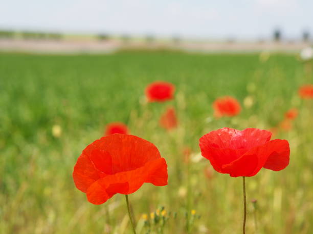 istock Red poppies in Provins, near Paris. 1226457297