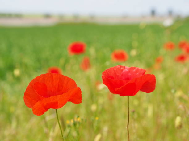 istock Red poppies in Provins, near Paris. 1226457298