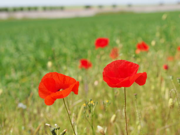 istock Red poppies in Provins, near Paris. 1226457302