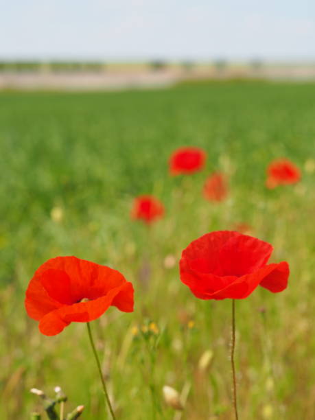 istock Red poppies in Provins, near Paris. 1226457303