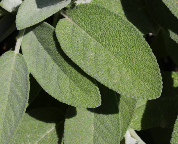 istock background many green leaves of SAGE 1226457983