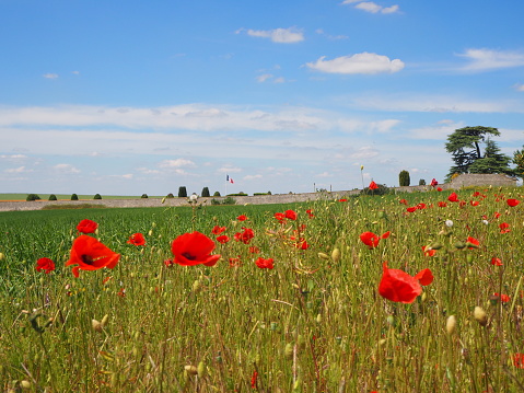 Red poppies in Provins, near Paris.