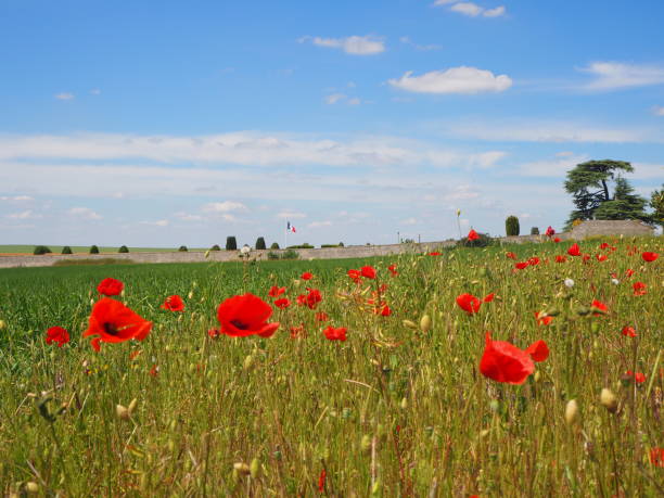 Red poppies in Provins, near Paris. stock photo