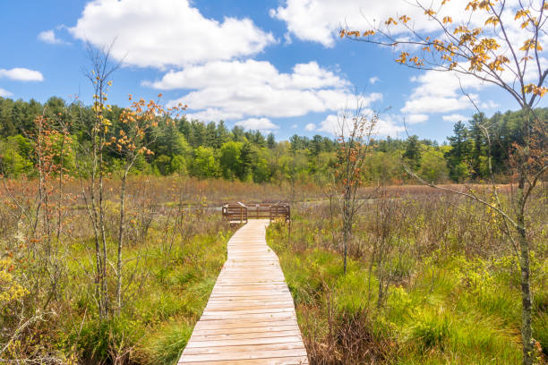 istock Boardwalk through Beaver Swamp in Peoples State Forest 1226458142