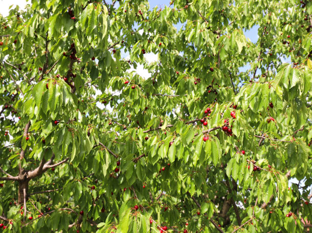 istock Tree of cherry with  branches full of many ripe red cherries rea 1226458328