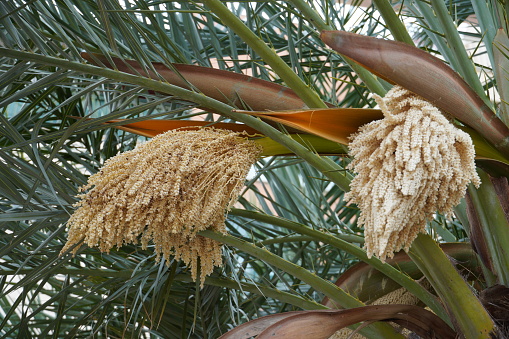 Dubai, United Arab Emirates - Landscaping with date palm trees, is a familiar sight through out the modern Arabian city. Image shows a close-up of a date palm tree with bunches of ripening fruit against a clear blue sky in the morning sunlight. It is a common sight during the date fruit season. Horizontal format; no people.