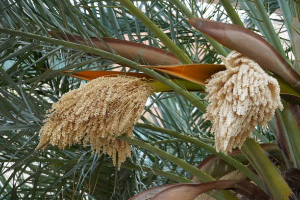 Syagrus romanzoffiana, the queen palm, blooming date palm. Popular ornamental garden tree with pinnate leaves. Syagrus romanzoffiana, the queen palm, blooming date palm. Popular ornamental garden tree
with pinnate leaves. syagrus stock pictures, royalty-free photos & images