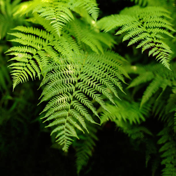 Close-up of leaves in a tropical jungle.