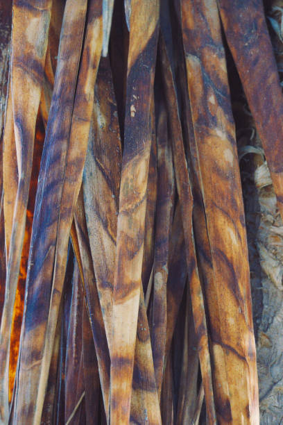 Explore the intricate textures and earthy colors of dried palm fronds scattered on the ground, capturing the beauty of natural decay in a tropical setting.