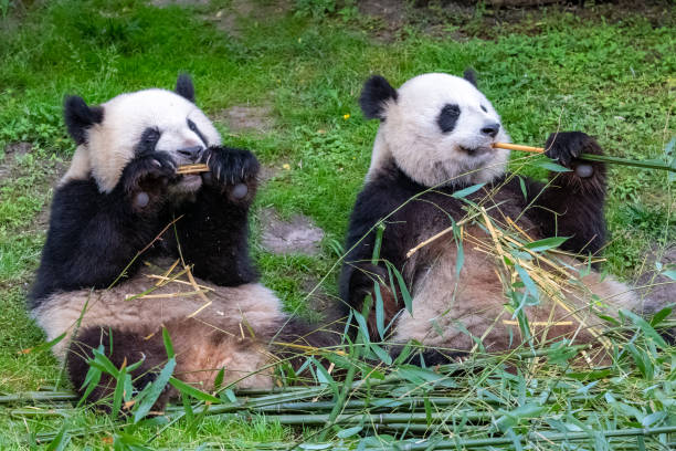 istock Giant pandas, bear pandas 1226460697