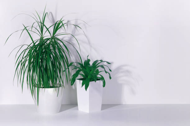 istock dracaena and succulent in white pots on a white table 1226460717