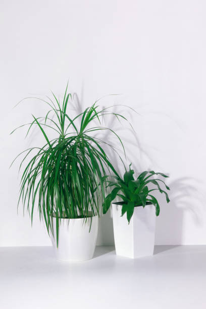 istock dracaena and succulent in white pots on a white table 1226460768