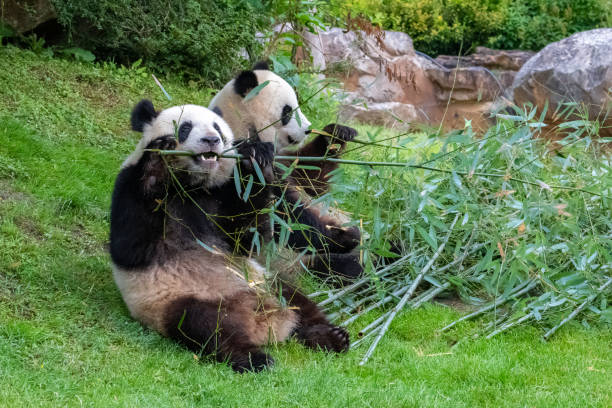 istock Giant pandas, bear pandas 1226460815
