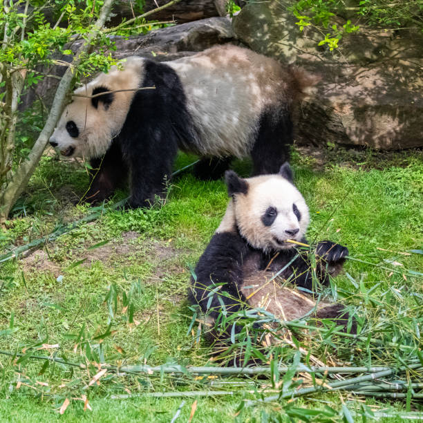 istock Giant pandas, bear pandas 1226460822