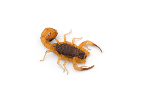 istock African venom Scorpion isolated on white background 1226461778