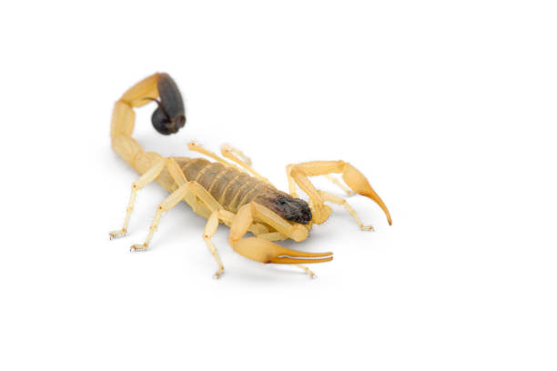 istock African venom Scorpion isolated on white background 1226461783