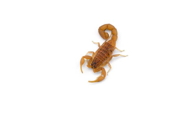 istock African venom Scorpion isolated on white background 1226461784