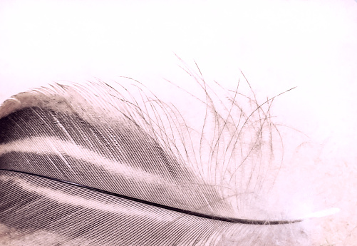 A single soft fluffy feather with sepia tone, isolated on a white background as a symbol of luxury and elegance. The smooth brown and black feather is at the lower half of the image with copy space above.