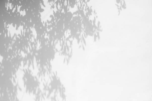 istock shadows of the tree branches on a white wall 1226462835