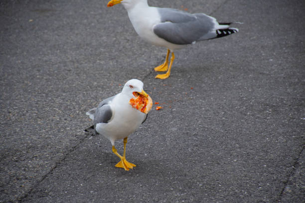 Seagull in the city walking around with pizza in its mouth
