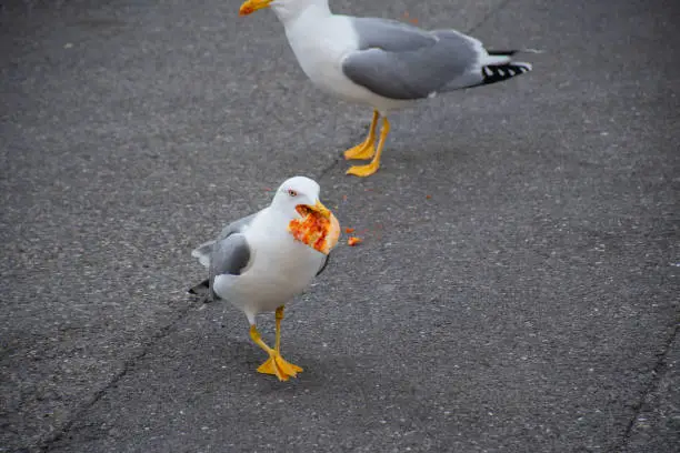 Photo of Seagull in the city walking around with pizza