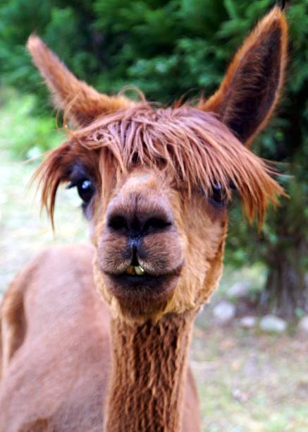 istock portrait of an alpaca 1226463430