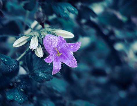 Purple violet shoot of a blue flower. A beautiful purple Campanula bloomed in the garden. Isolated green out of focus. In drops of dew after rain.