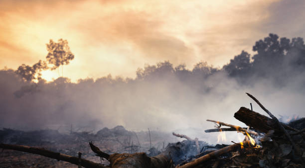 istock Deforestation of rainforest in Asia. 1226464845