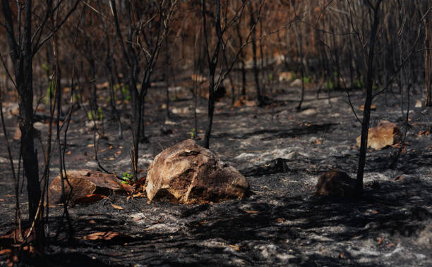 istock After wildfire with dust and ashes.Area of illegal deforestation. 1226465412