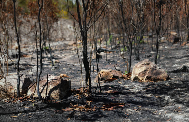 istock After wildfire with dust and ashes.Area of illegal deforestation. 1226465429
