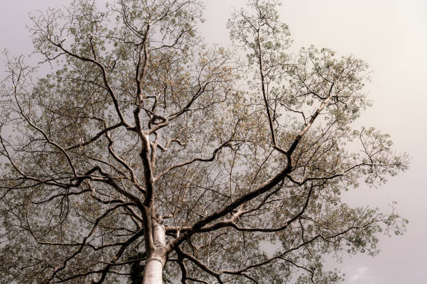 Big tree with black branch veins against the sky .Nature background