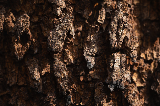 Detail of  burnt tree bark.Macrophotography background.