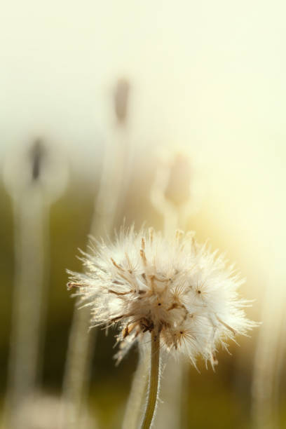 Dandelion seeds in nature.Flower background.