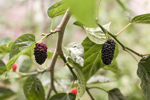 View of a fresh ripe Black Mulberry on the branch.