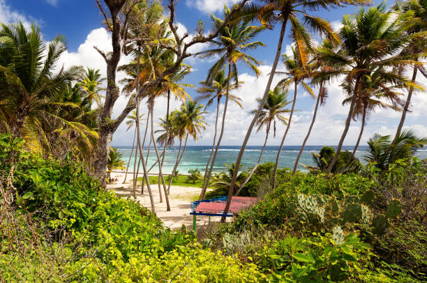 Anse Michel Beach in Martinique Caribbean stock photo