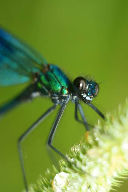istock Portrait of big Dragonfly on a branch 1226466775