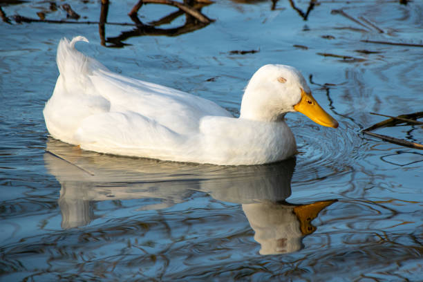 istock Sleeping whilst swimming, white drake pekin ducks closes his eyes 1226467829