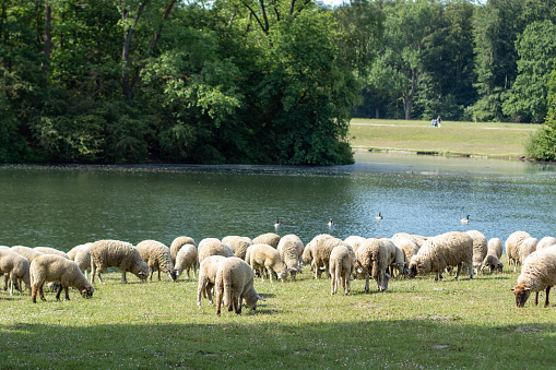 herd of sheeps on a meadow in a park close to a lake, sunny day