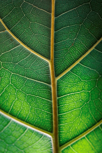 Macro Fiddle-leaf Fig Leaf