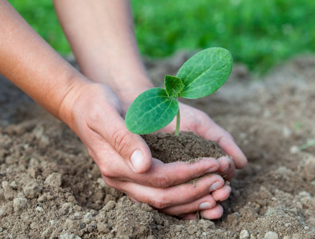 istock Planting a young seedling. Close-up. 1226468993