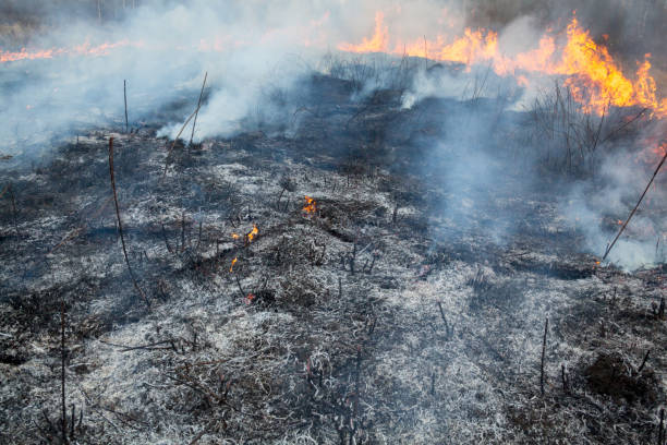 istock The big fire in the field 1226469046