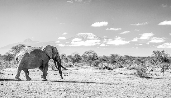 Old elephant walking through the dry bush savannah i Amboseli Game reserve. Kilimanjaro in the background. Som zebras to the left. BW