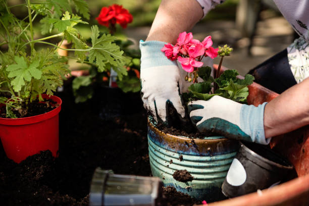 istock Woman's hands with gloves gardening in suburban backyard. 1226470071