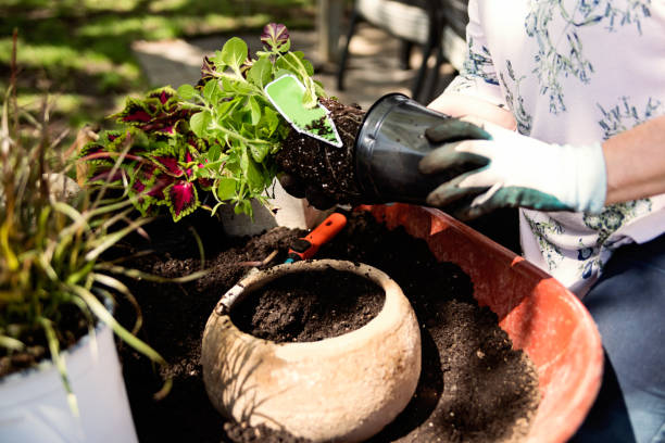 istock Woman's hands with gloves gardening in suburban backyard. 1226470132