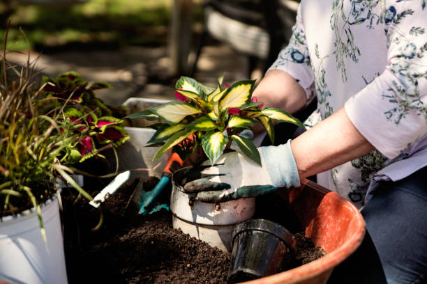 istock Woman's hands with gloves gardening in suburban backyard. 1226470427